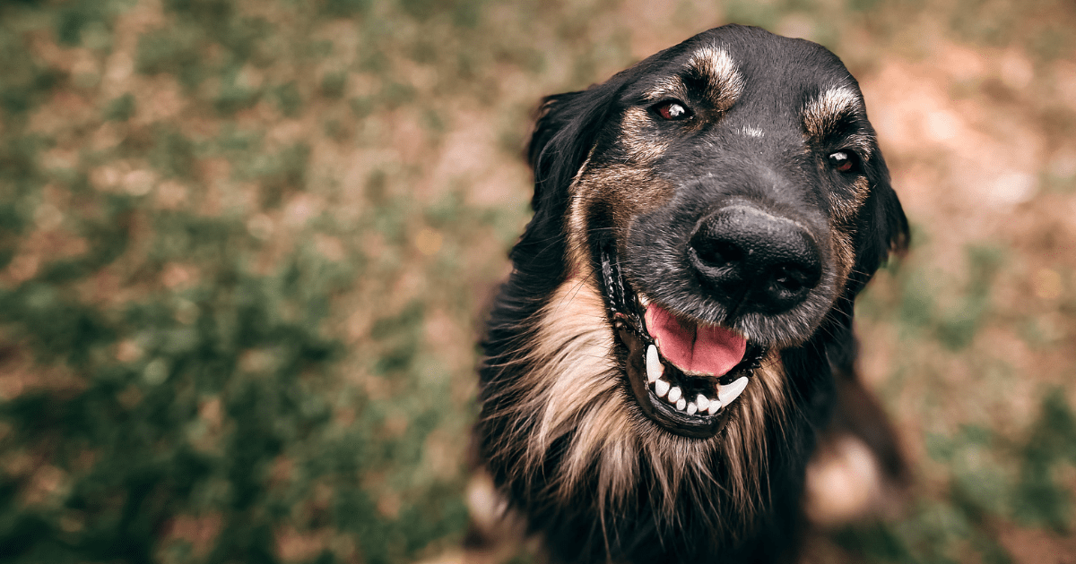 Adopt a Shelter Dog Month
